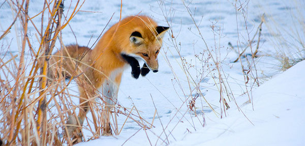 Fox Dives Head First in to Snow