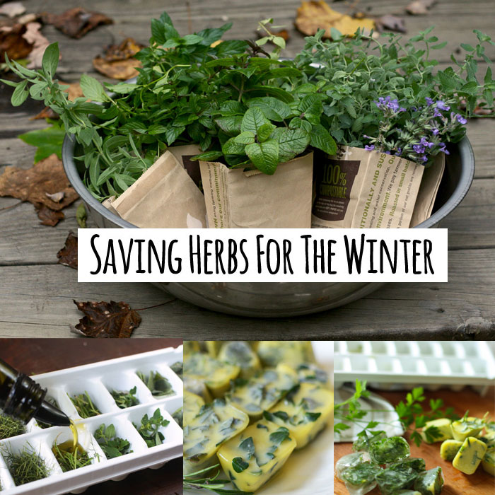 Saving-herbs-for-winter