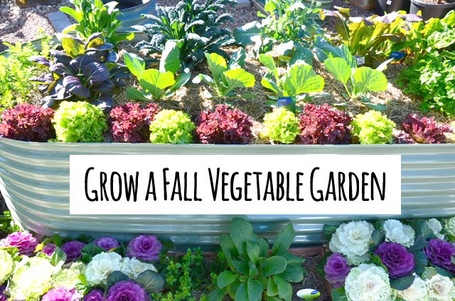 How to plant a vegetable garden in August